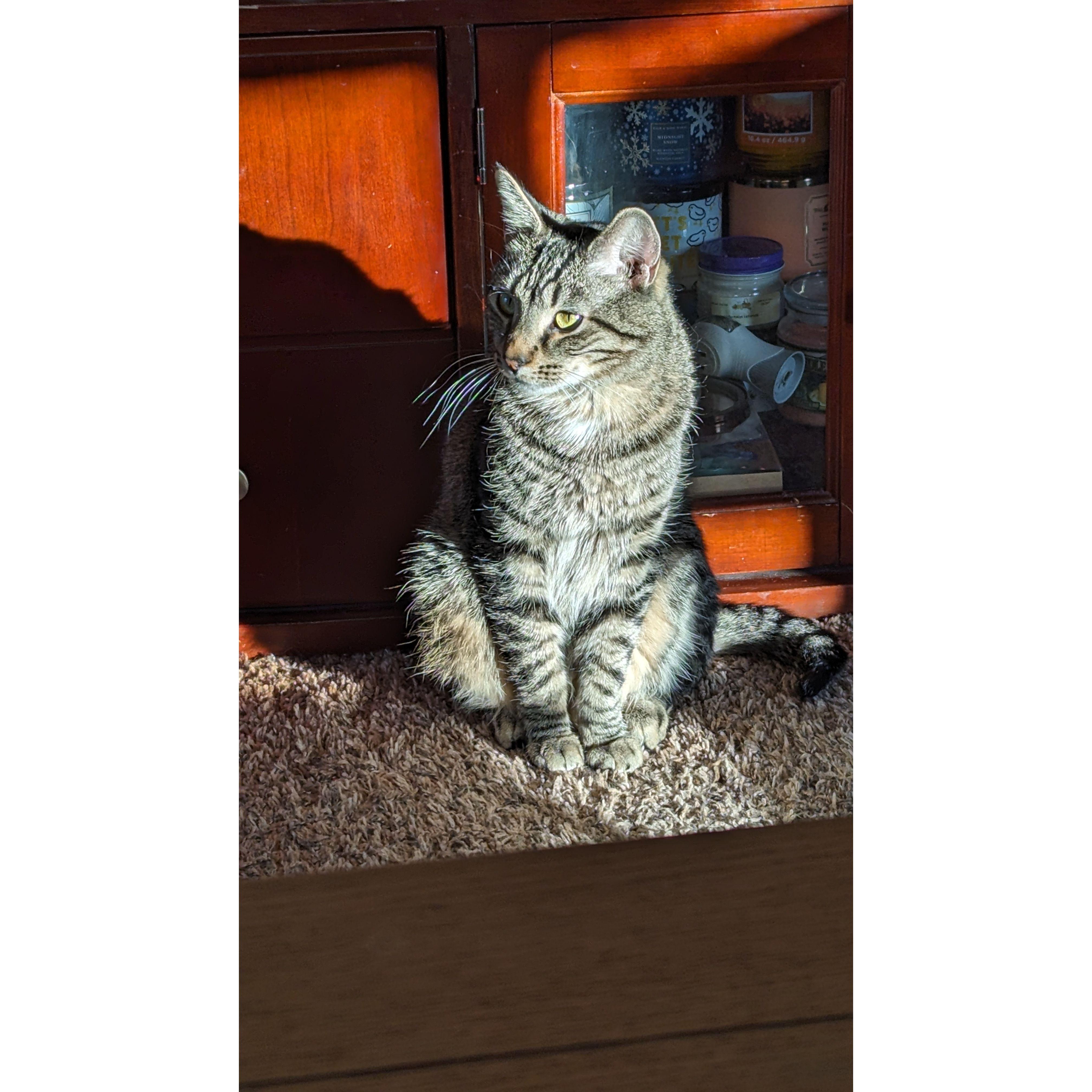 A regal beast.