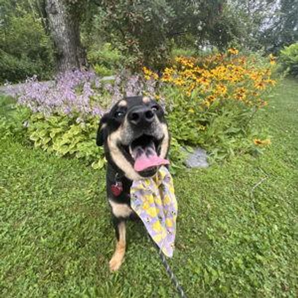 Puppy needs a vacation too (annual Stowe, VT trip)