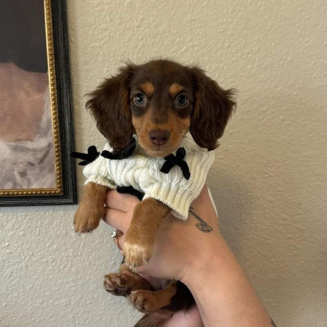 Our New Puppy Fund