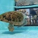 Loggerhead Marinelife Center
