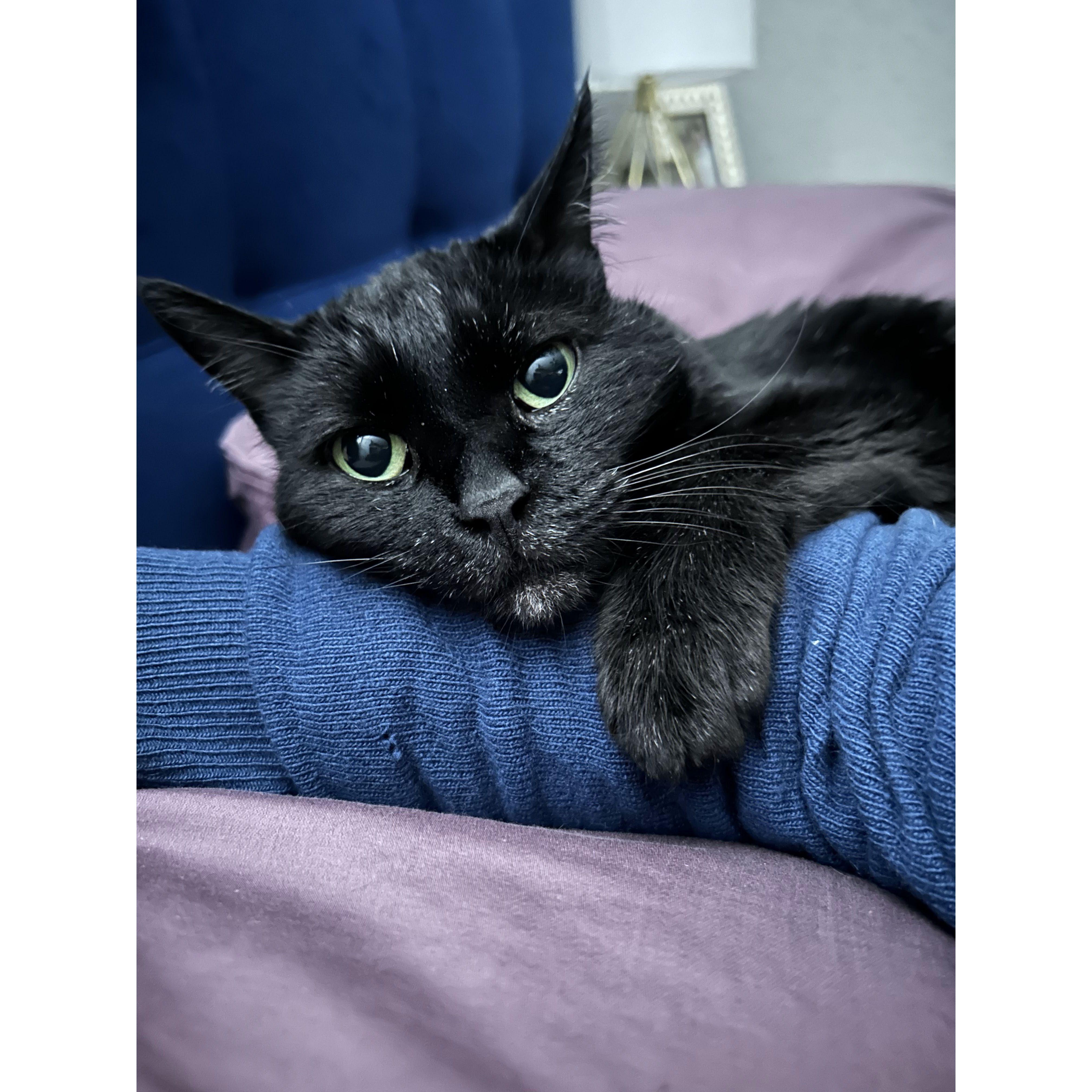 Sugar (11)