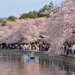 Tidal Basin