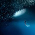 Moalboal Sardine Run