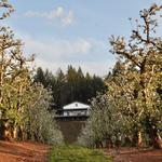 Delfino Farms - Vineyard + Bakery