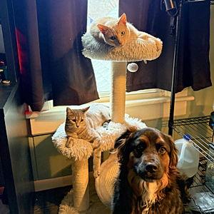 Spoil the Fluffy Ones