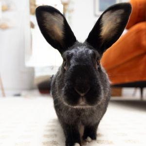 carrot