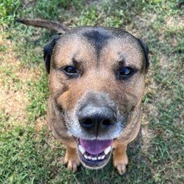 Kenai's Year Supply Of Pet Treats & Toys