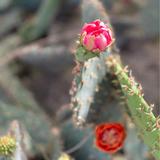 Desert Botanical Garden