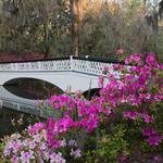 Magnolia Plantation and Gardens