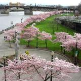 Tom McCall Waterfront Park