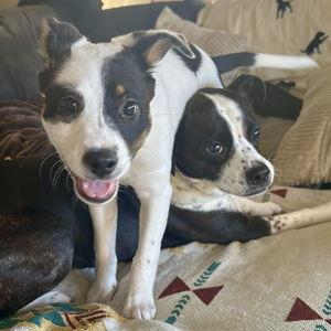 Our Pups Dream Yard Fund