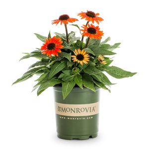 Monrovia Red Coneflower Plant