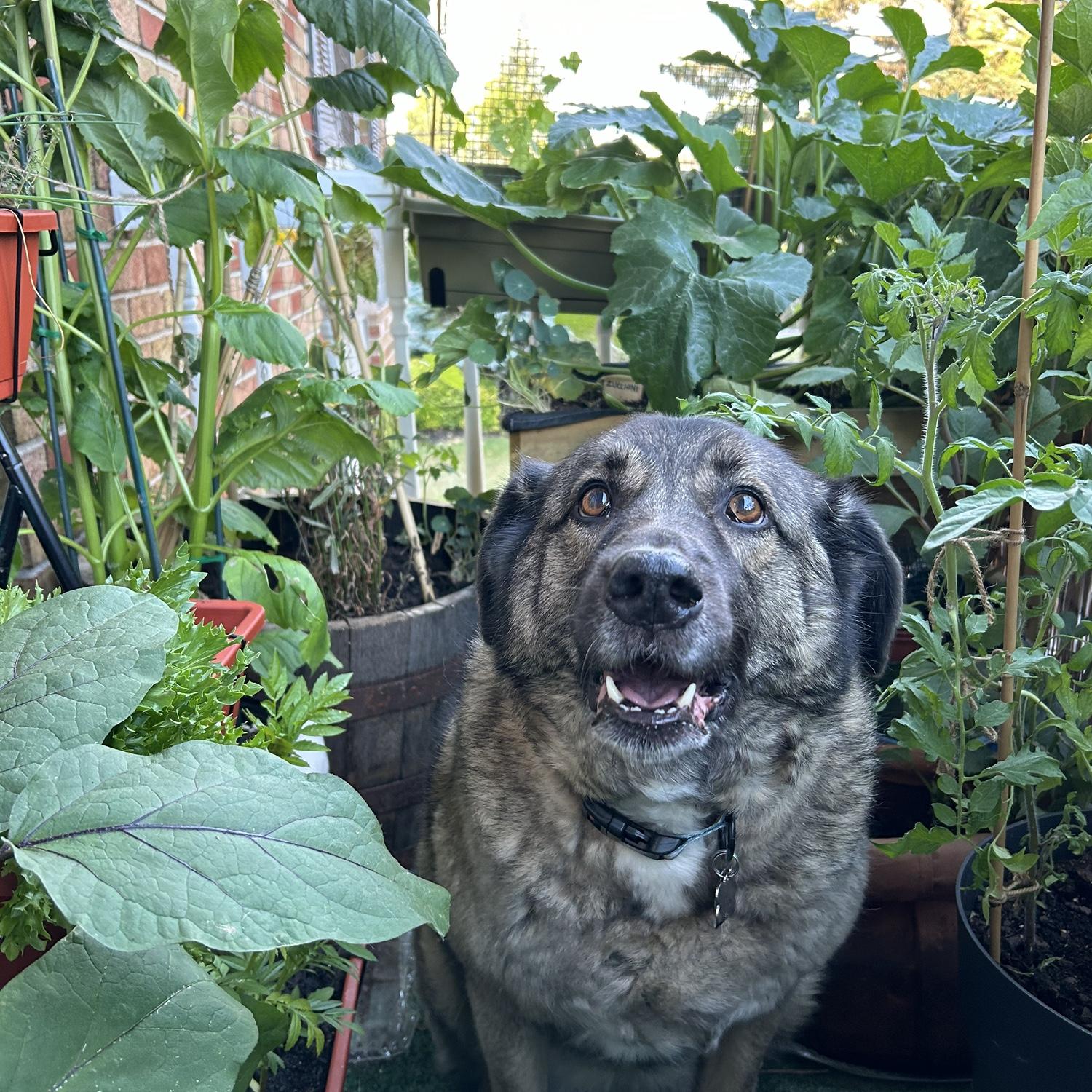 Denali!
