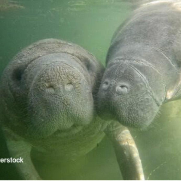 Snorkeling with Manatees For Two