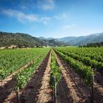 Day Trip to Napa