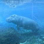 San Diego Zoo