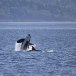 Whale watching