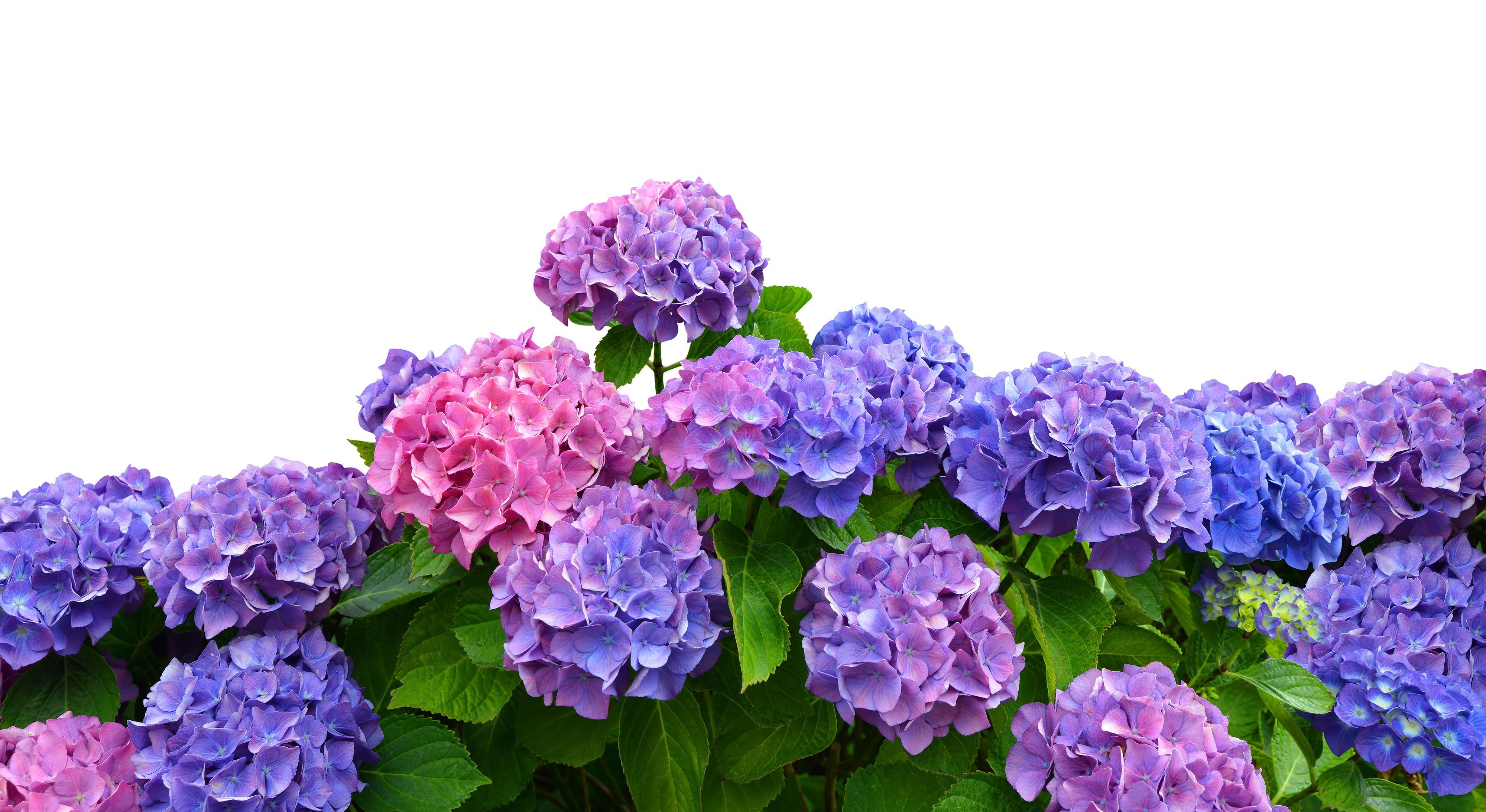 Footer image