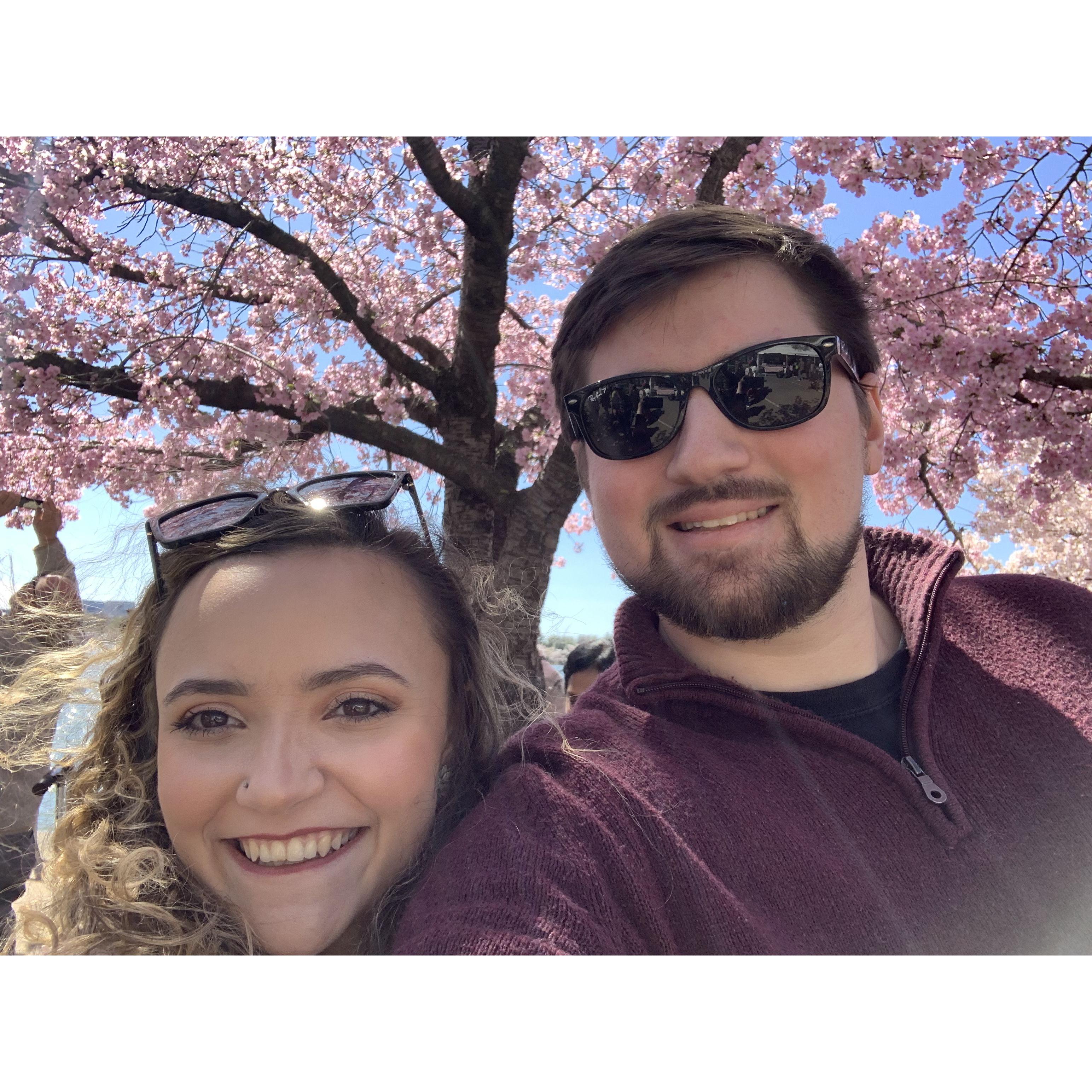 Cherry blossoms!