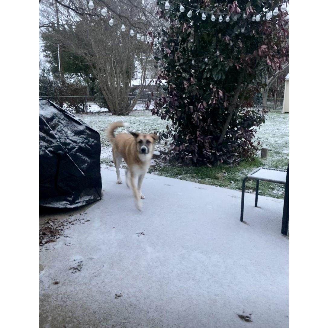 And then we survived our 2nd Texas winter!