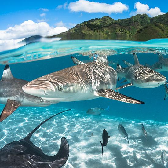 Swimming with Stingrays & Sharks on our Honeymoon