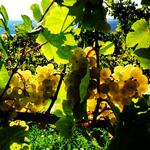 Seneca Lake Wine Trail