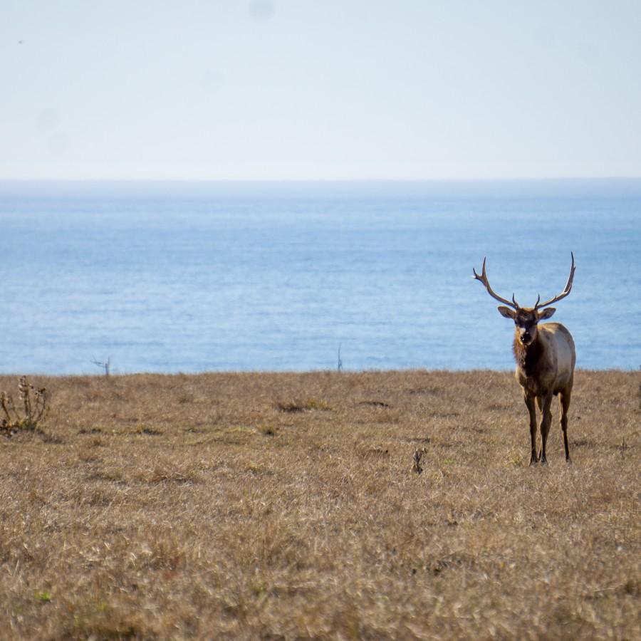 Point Reyes