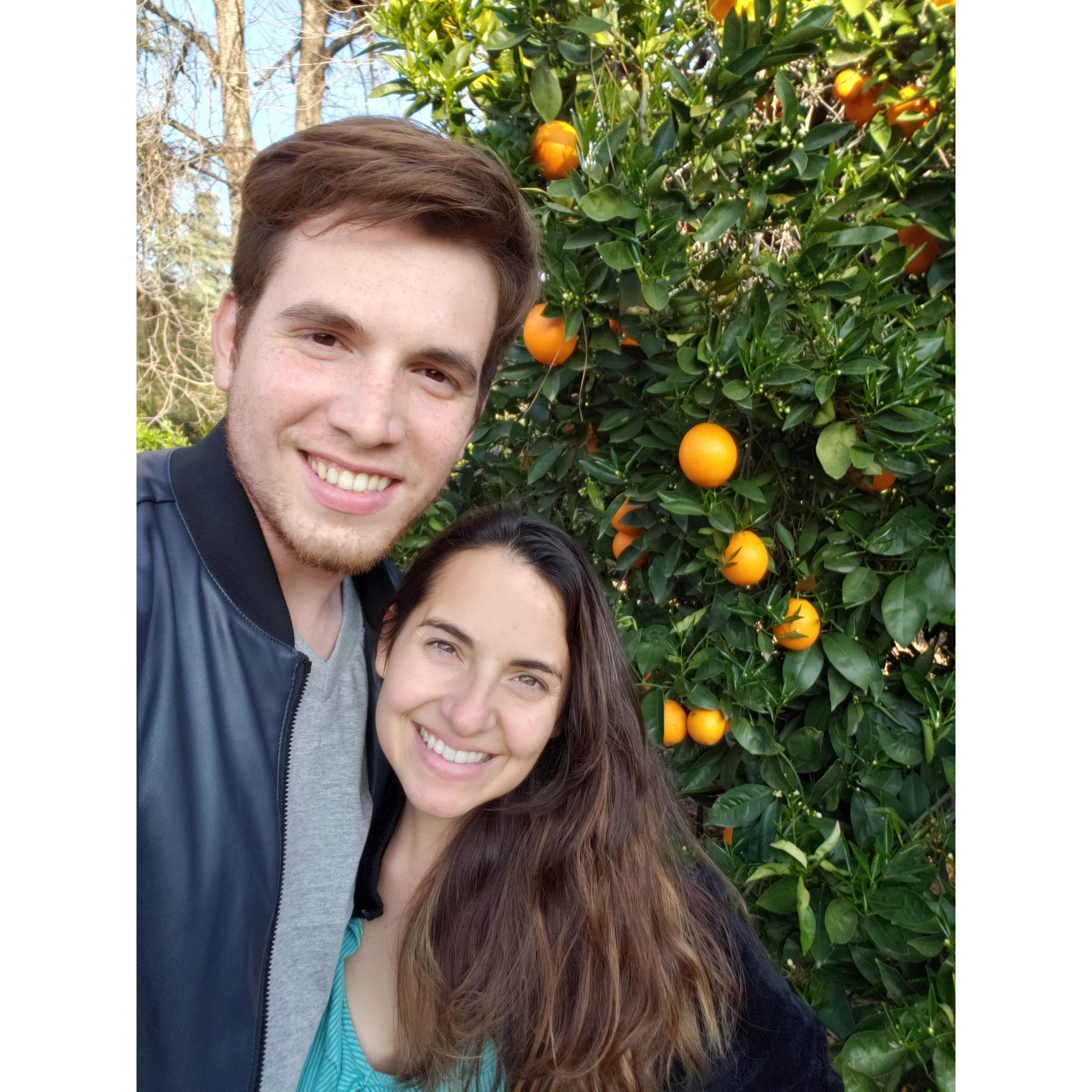 Prospect Park oranges