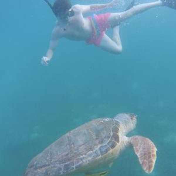 Honeymoon- Sharks and Turtles Dive Fund