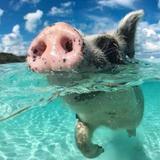Swimming Pigs