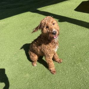 Doggy Daycare for Mom & Dad's Wedding!