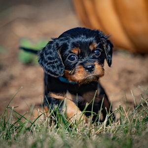 Puppy Fund