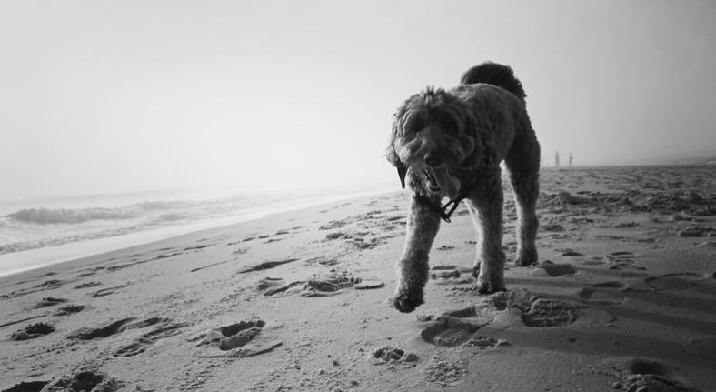 Footer image