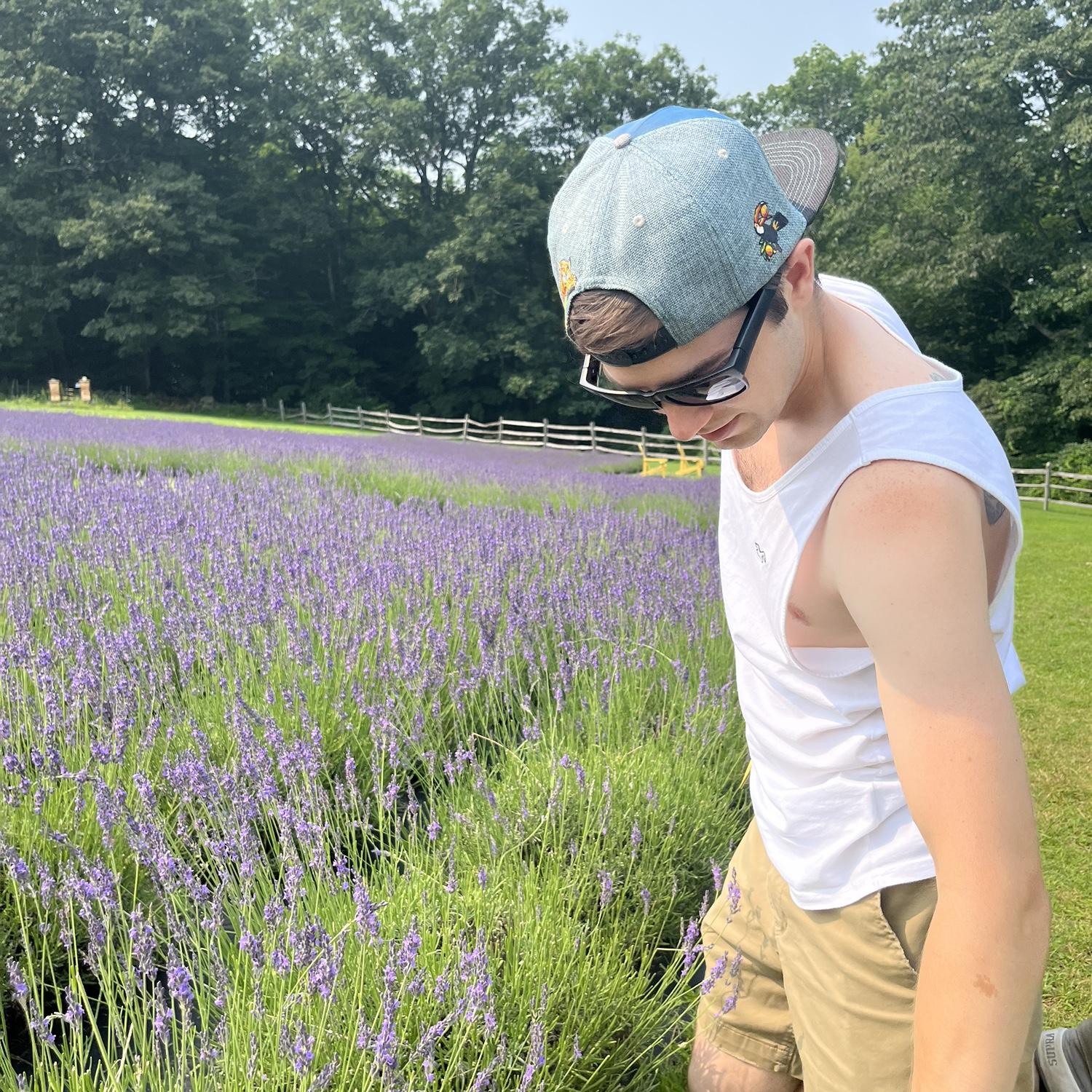 Lavender Picking, Warner, NH