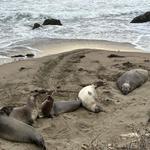 Elephant Seal Vista Point