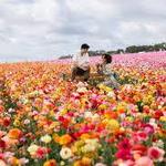 The Flower Fields