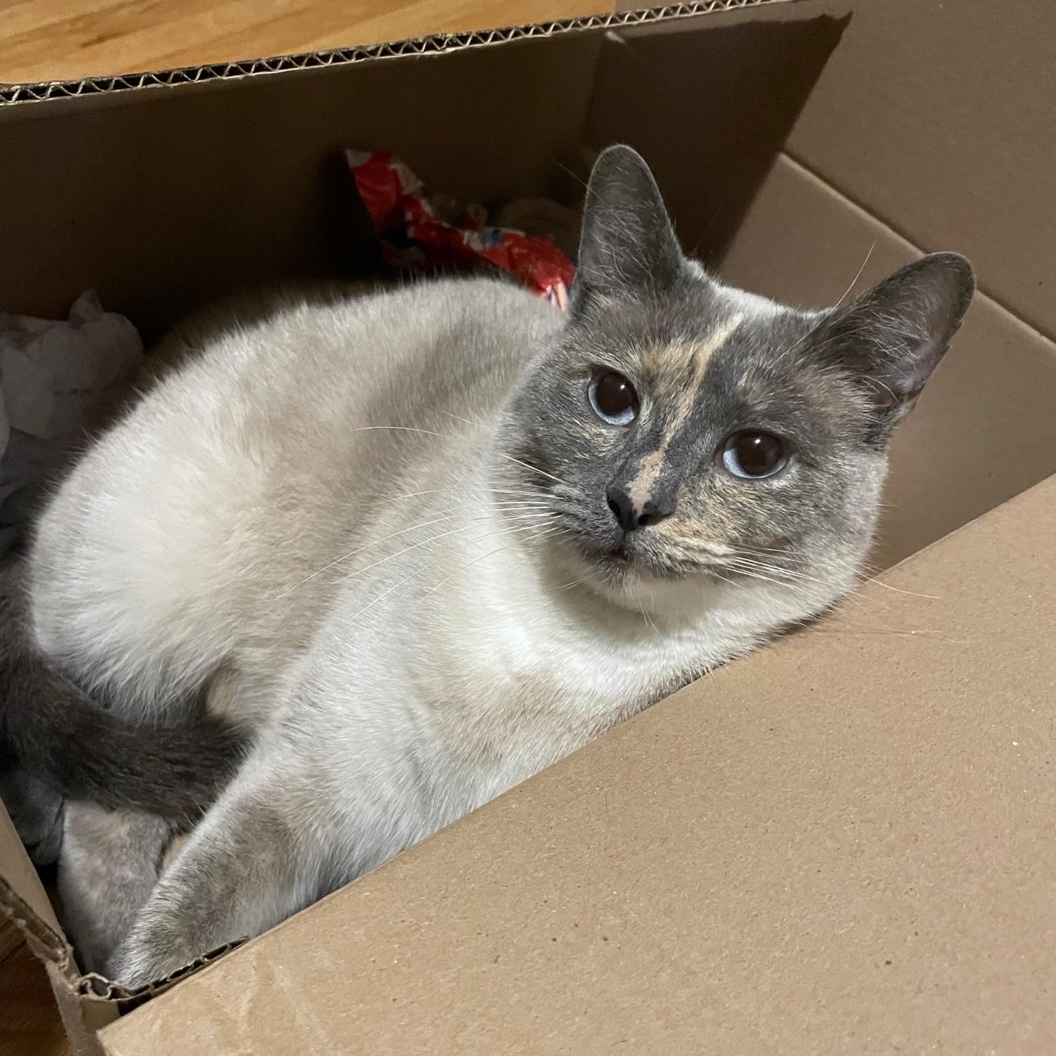 Our "bargain-bin kitty" Millie! We rescued her in 2021 because she's hypoallergenic and so so CUTE!