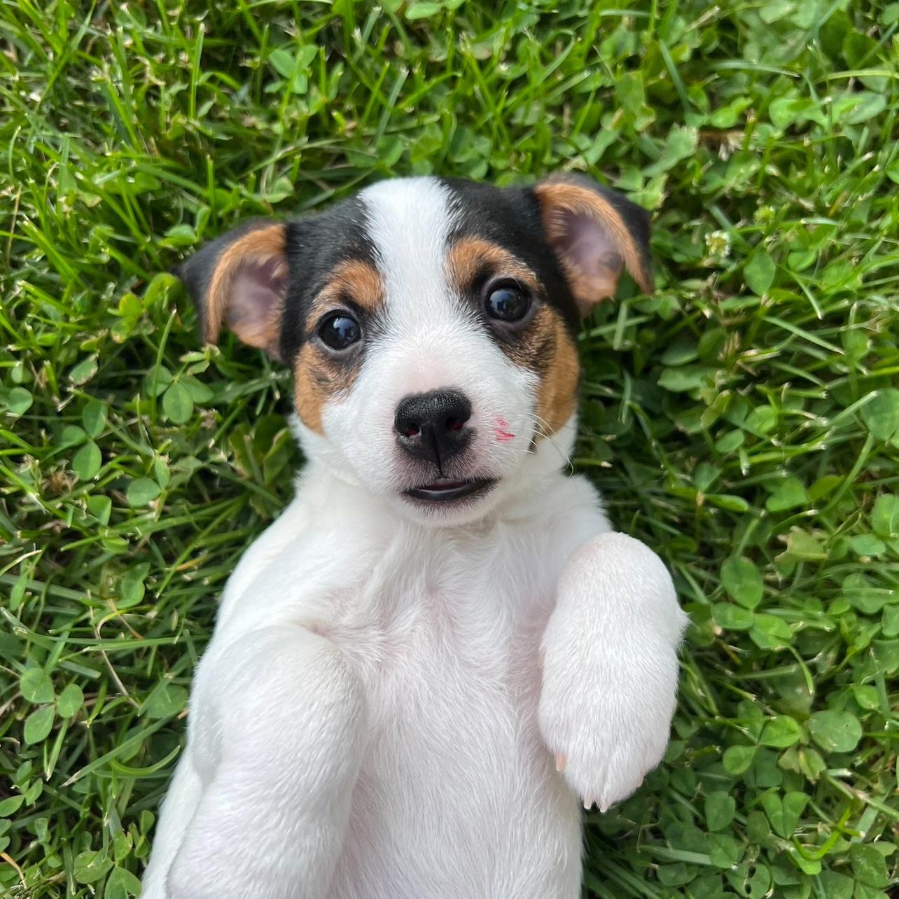 June 20th, 2023 was the day we adopted our baby Winnie!