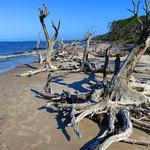 Big Talbot Island State Park