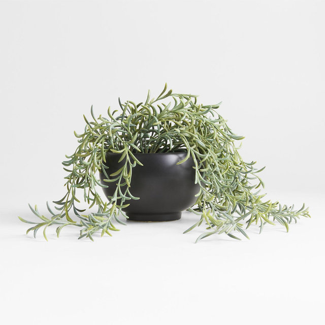 Potted Faux Green String of Fishhooks in Black Pot
