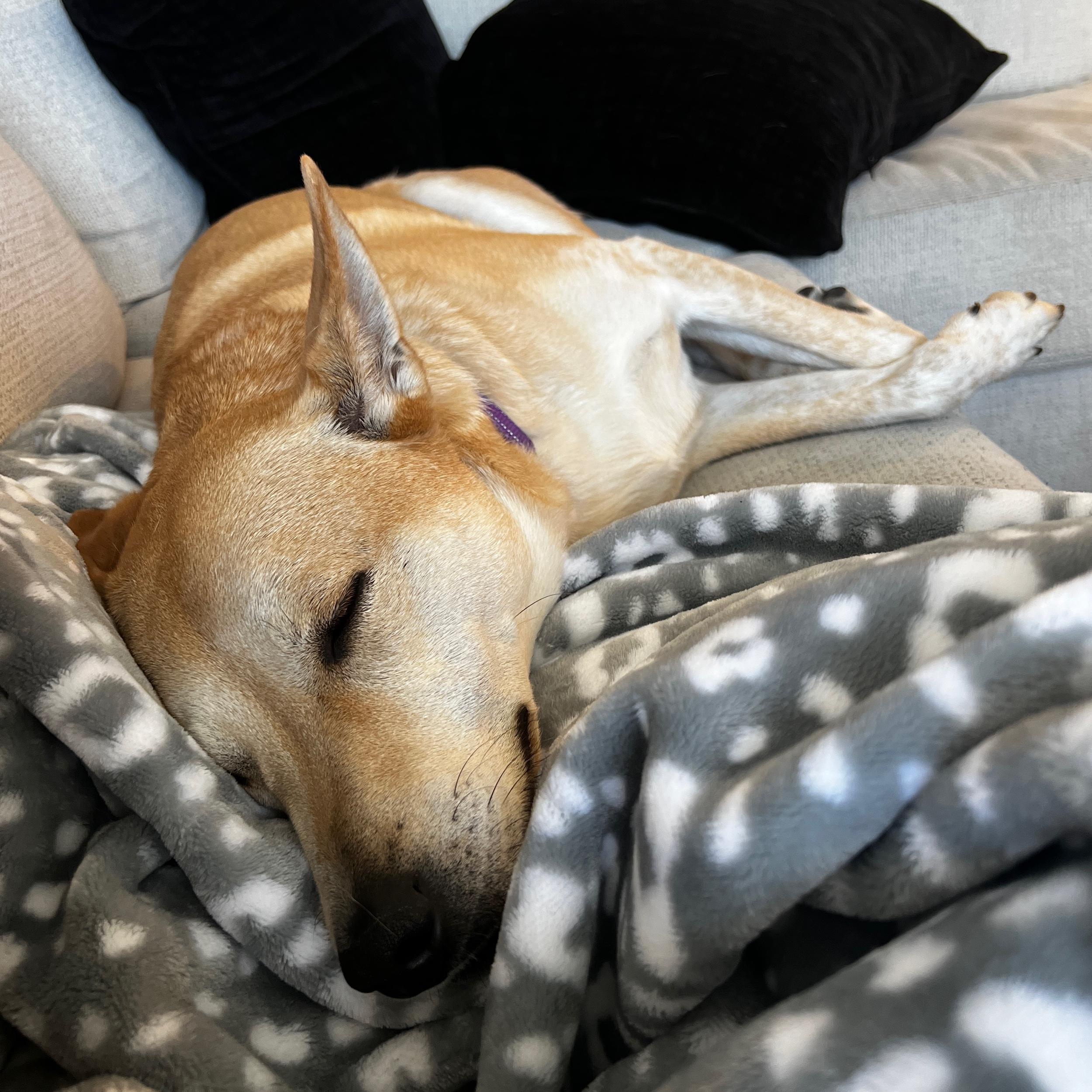 Cali's Boarding for wedding & honeymoon