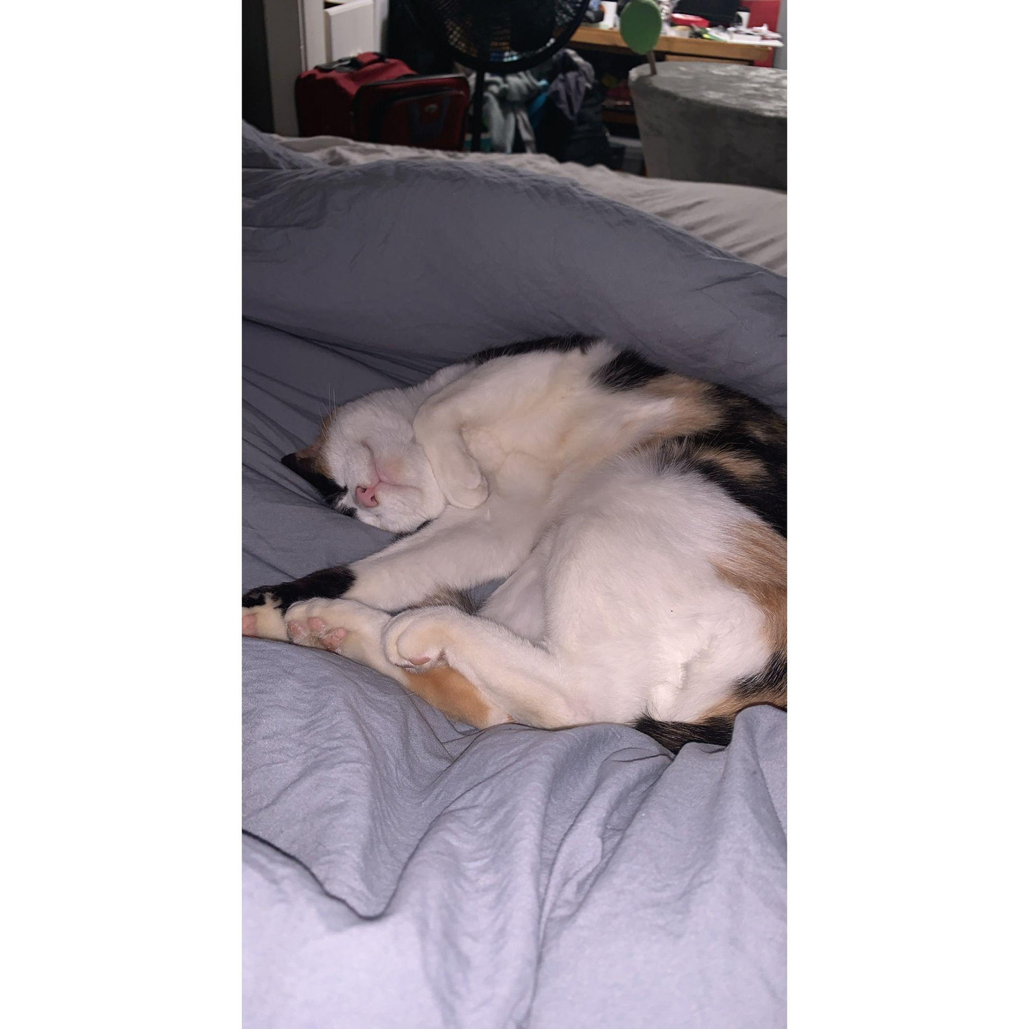 Wilma entered our family in December 2020. Pretty sure Travis loves the cat more than Blake.