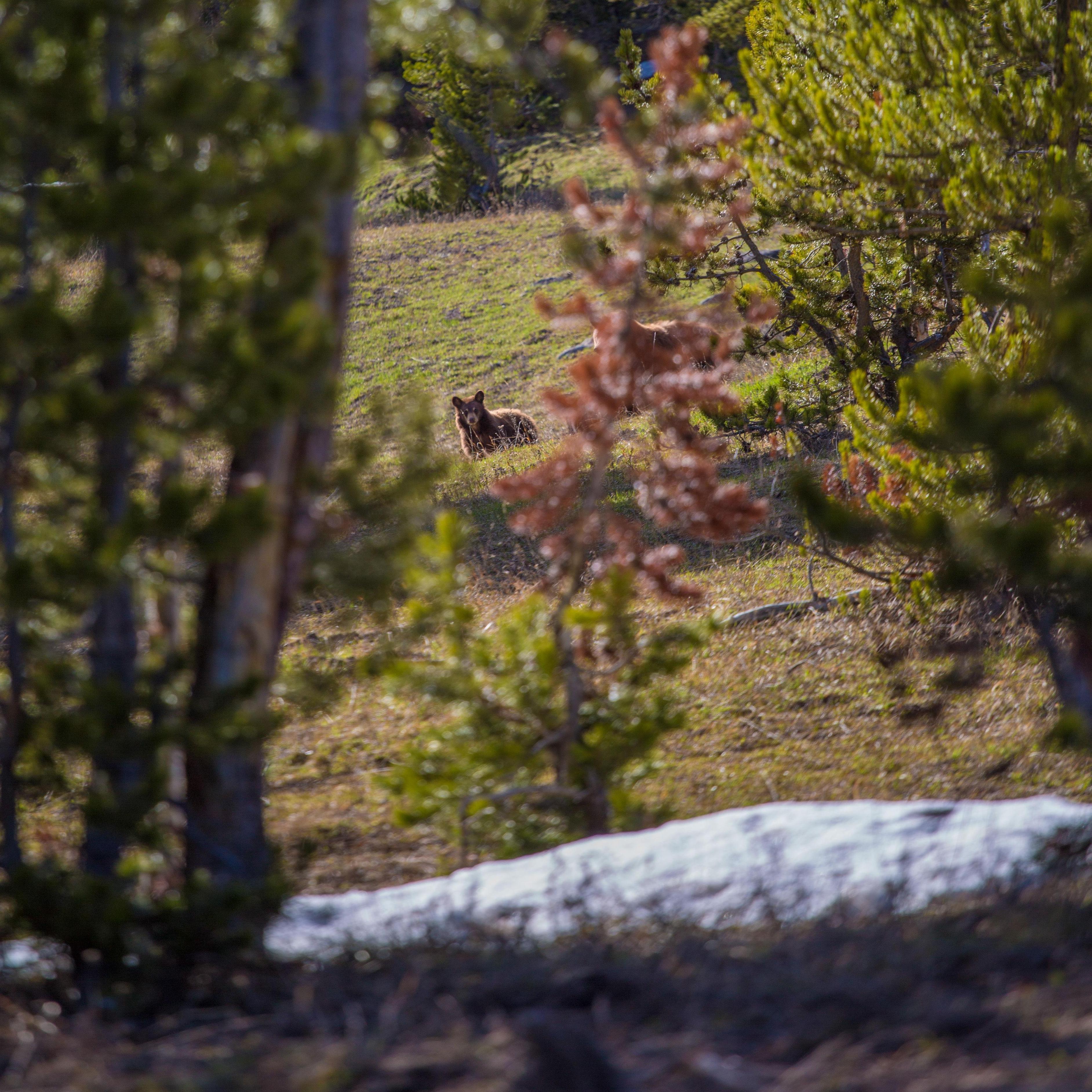 A grizzly bear cub, Yellowstone National Park, June 2024. If you've got the time to make the trek- It will certainly be worth your time. Give yourself 1 to 2 full days if possible to take it all in!