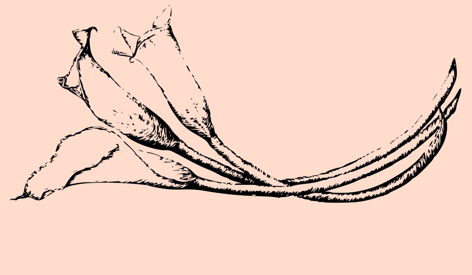 Footer image