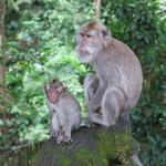 Jalan Monkey Forest