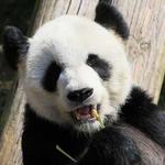 Memphis Zoo