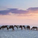 Assateague Island National Seashore