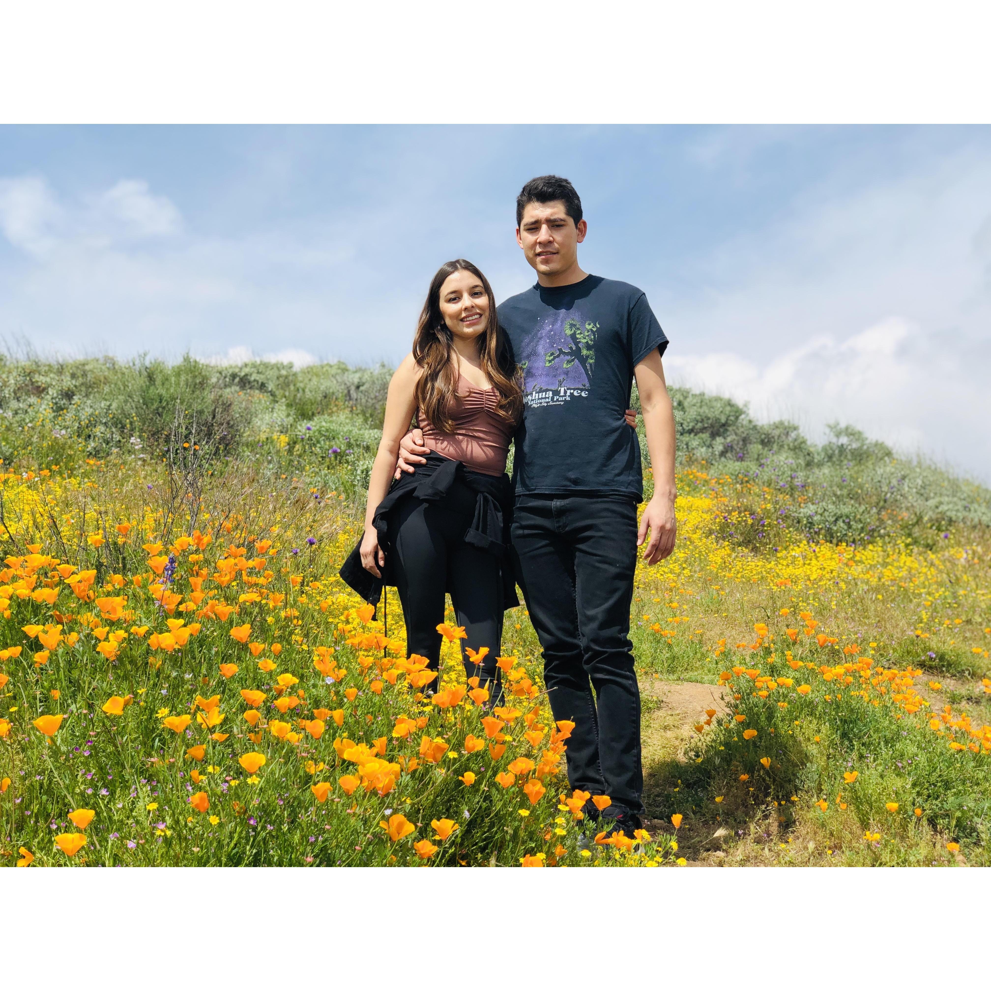 Superbloom, 2019