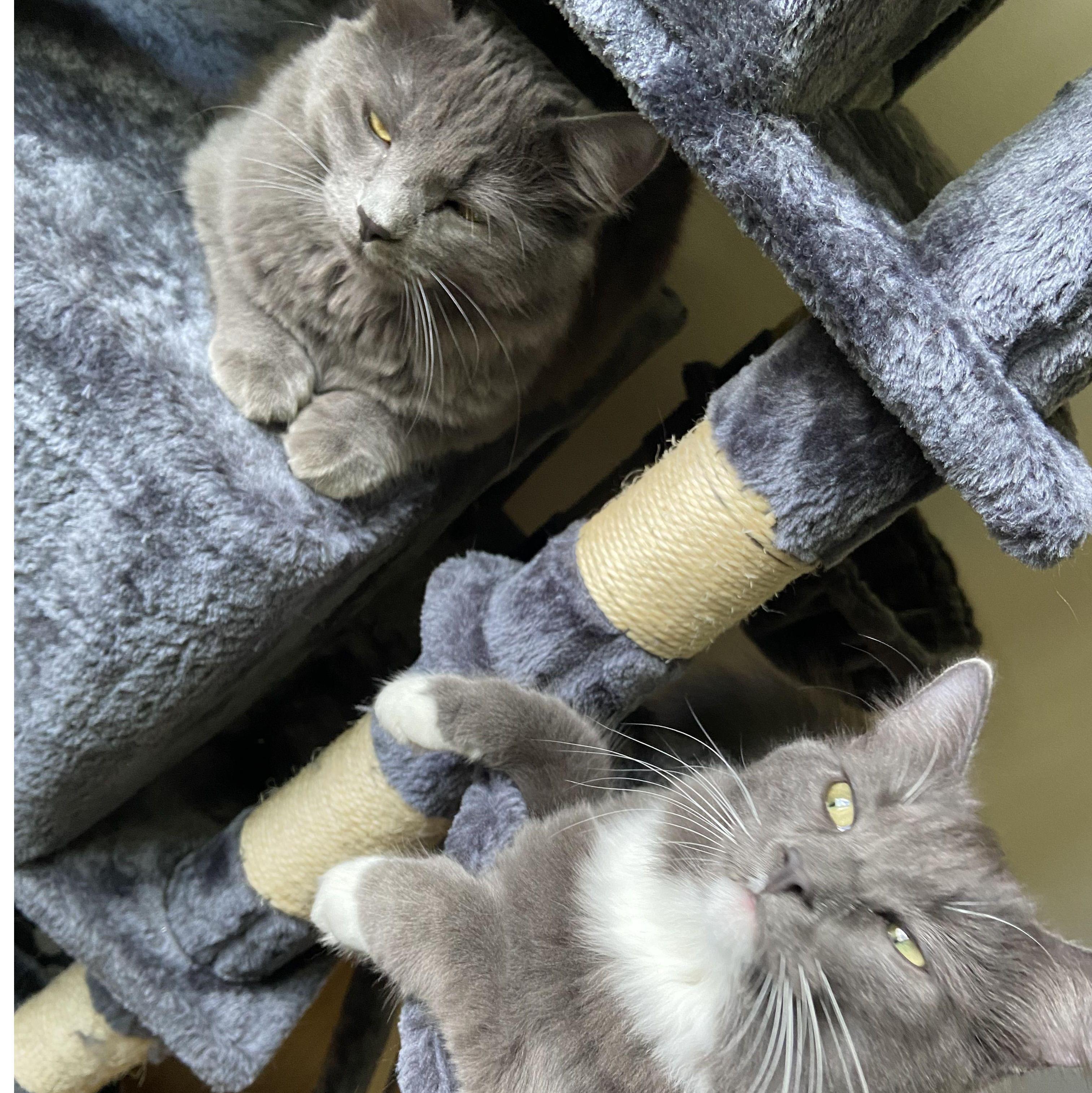 Our babies: Moose and Bunny