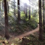 Hoyt Arboretum